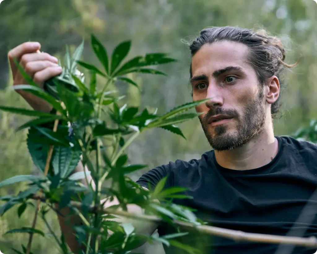 Marijuana-THC Awareness Program In Virginia