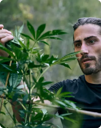 Marijuana-THC Awareness Program In Virginia